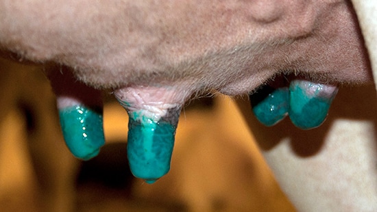 Post Milk Udder Treatment